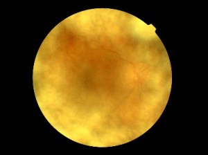 created by TOPCON TRC-NW200